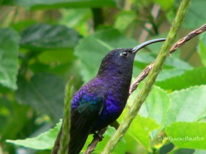 Violet Sabrewing